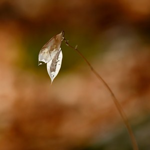 Je jaro - suché lístky