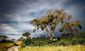 Před bouřkou v rezervaci Ishasha