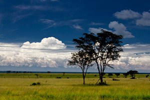Savana v Queen Elisabeth national park