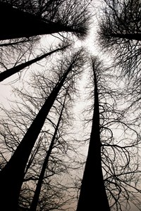 Mrtvé stromy v Guangzhou