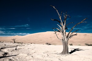 Dead Vlei, Namibia