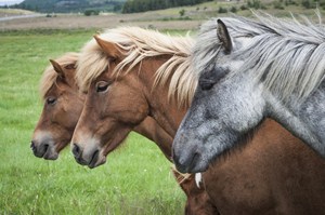 Islandští koně